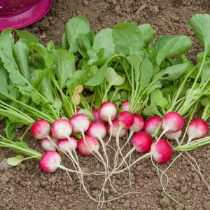 Radis National 2